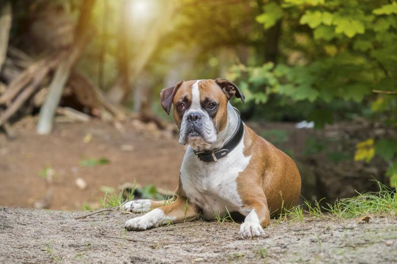 hundestundeMuensterHundeschule01