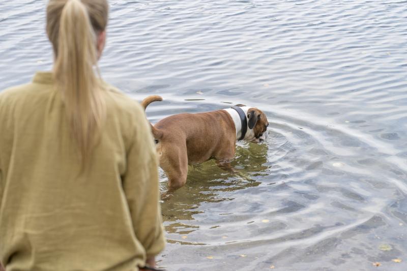 hundestundeMuensterHundeschule06