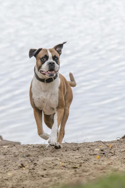 hundestundeMuensterHundeschule10