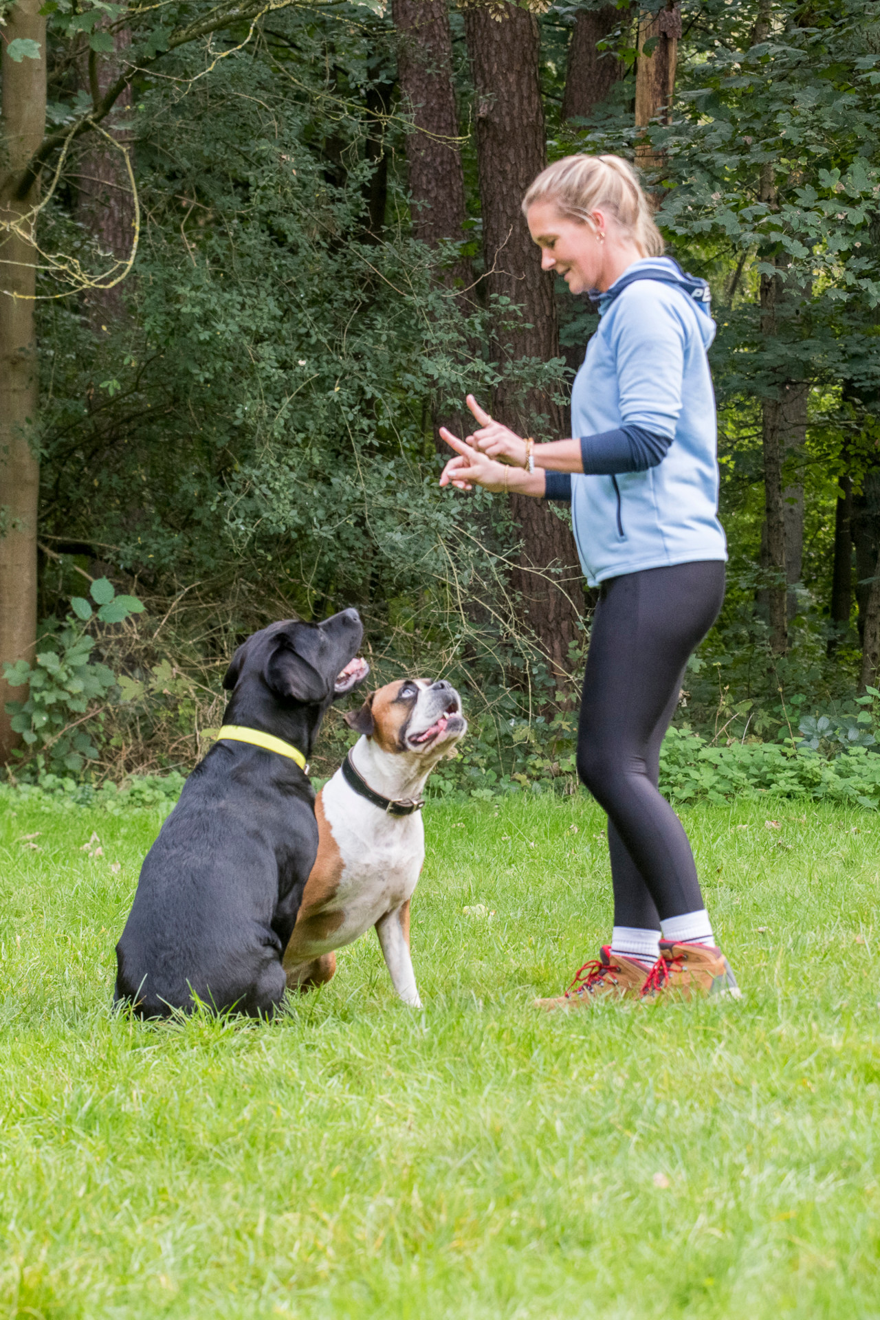 Hund Mensch Team